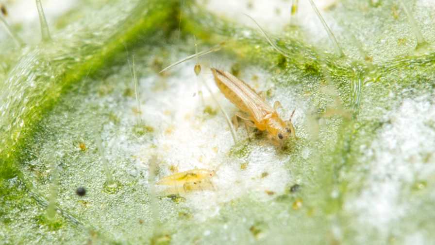 thrips