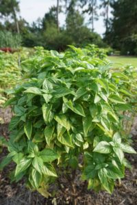 Basil 'Everleaf Emerald Towers' 