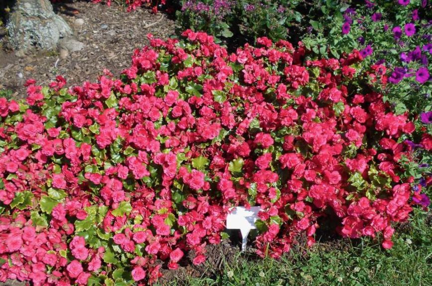 Begonia 'BK Collection BEEL 3632' (Beekenkamp)
