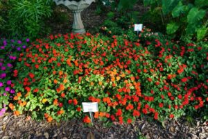 Impatiens 'Beacon Bright Red,' 'Beacon Coral'