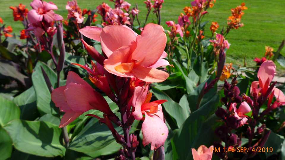 Canna 'Cannova Mango'