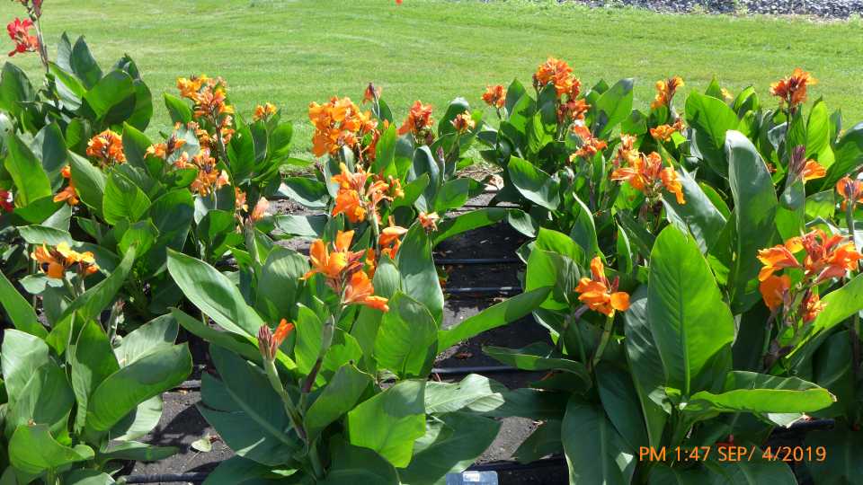 Canna 'South Pacific Orange'
