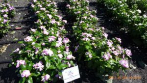 Catharanthus 'Mega Bloom Pink Halo'
