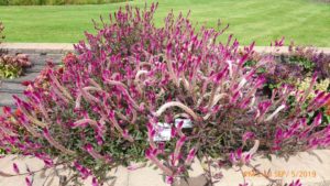 Highlights From North Dakota State’s 2019 Bedding Plant Field Trials