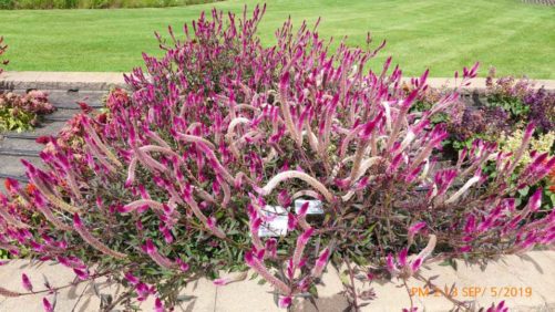 Highlights From North Dakota State’s 2019 Bedding Plant Field Trials
