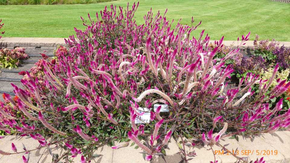 Celosia 'Asian Garden'