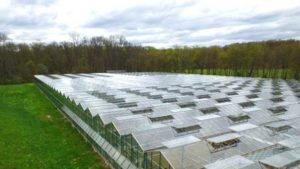 Two Leafy Greens Growers Outline Their Path to Sustainability