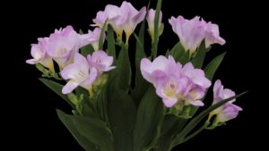 Tips on Successful Growing of a New Low-Maintenance Freesia