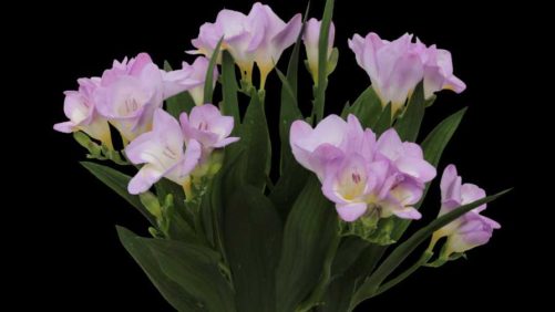 Tips on Successful Growing of a New Low-Maintenance Freesia