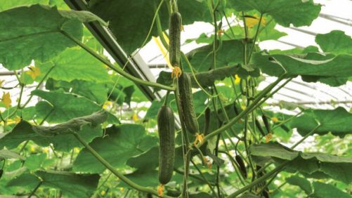How Canada is Taking Greenhouse Research to the Next Level