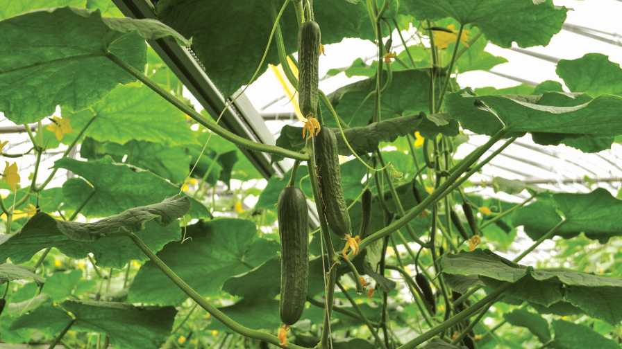 Cucumbers growing in a greenhouse cucumber lighting
