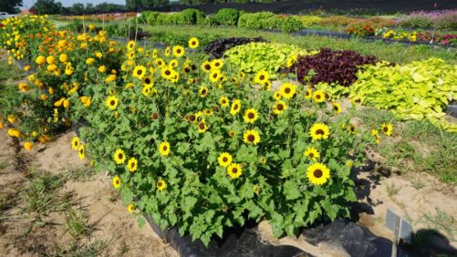 9 Plant Varieties that Stood Out at 2019 Texas A&M Field Trials