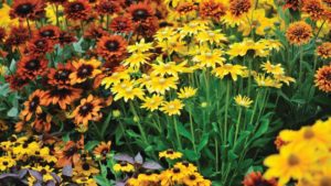 How to Force Long-Day Perennials into Flower with High-Intensity LEDs