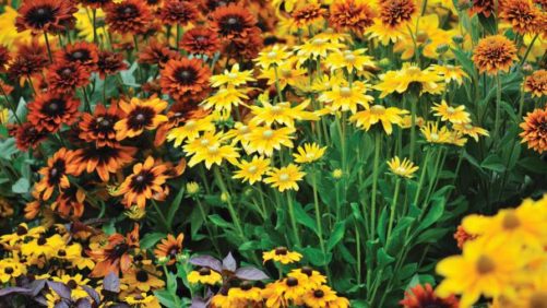 Greenhouse Grower’s Top Production Stories From 2019