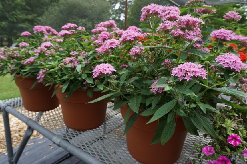 Pentas 'Lucky Star Lavender'