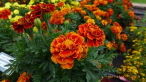 Marigold 'French Queen Sophia'