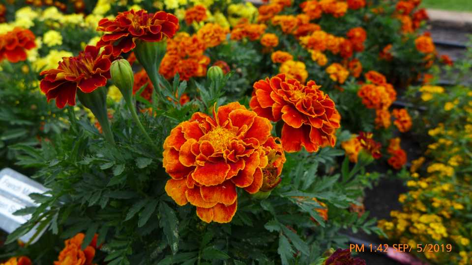 Marigold 'French Queen Sophia'