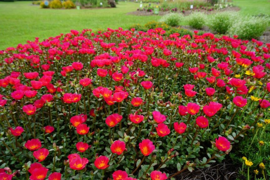 Portulaca 'Mojave Red Improved'