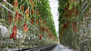 The Top Fresh Produce Greenhouse Growers in the U.S. (Updated 6/18/21)