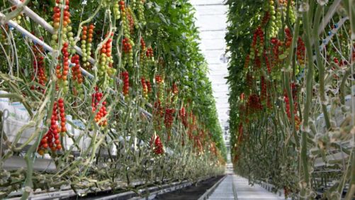 Produce Groups Unite to Emphasize Need to Stabilize Market