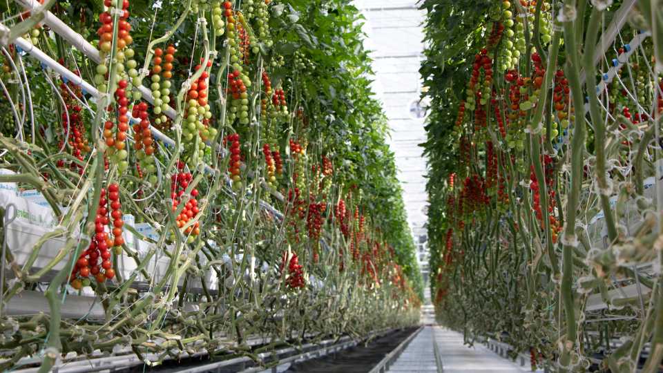 Greenhouse tomato planting at Mucci Farms Houweling's