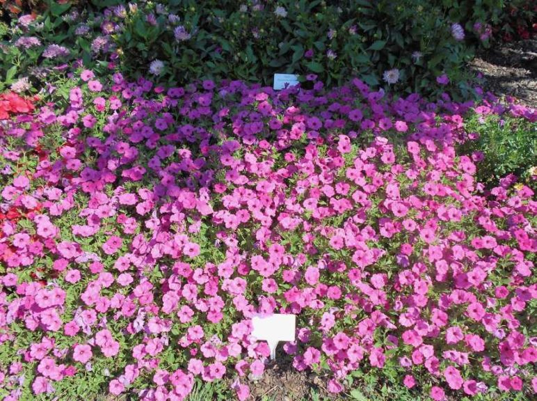 Petunia 'ColorRush Pink'
