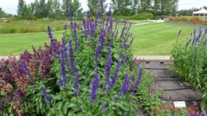 Salvia 'Big Blue'