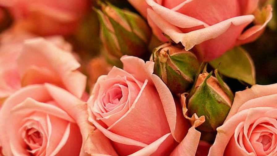 Spray Rose Sweet Sensation (RioRoses) tariffs