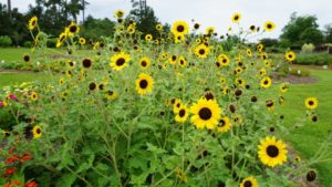 8 Plant Varieties that Rocked at 2019 Louisiana State University Field Trials