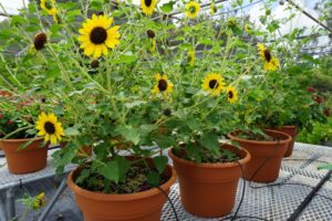 Sunflower 'Suncredible Yellow' 
