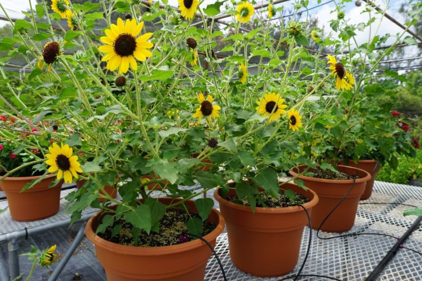 Sunflower 'Suncredible Yellow' 