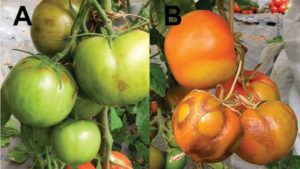Has a Solution Been Found To Beat Deadly Tomato Virus?