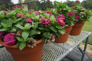 Zinnia 'Zesty Purple' 