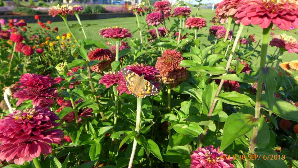 Zinnia 'Queen Lime Red'