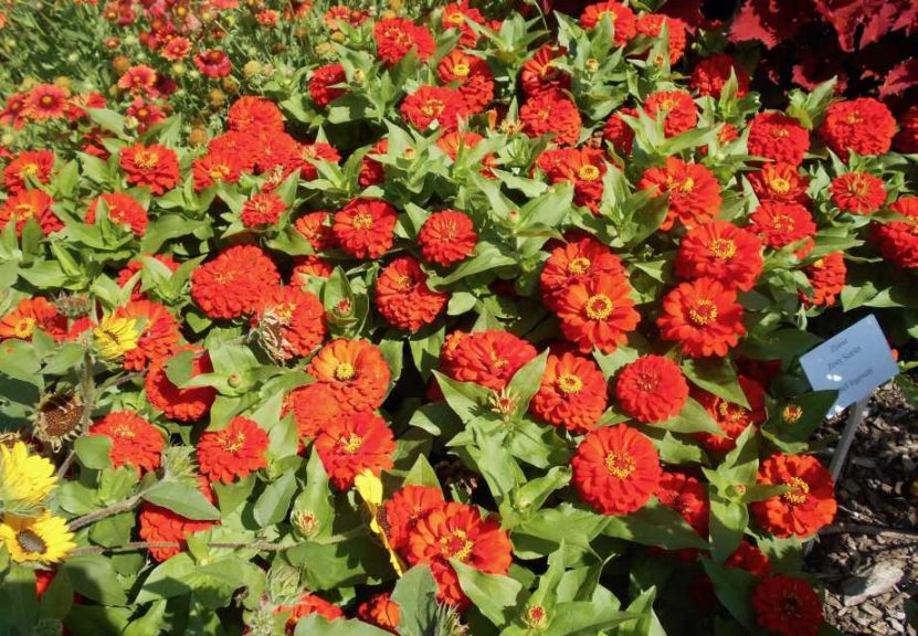 Zinnia 'Zesty Scarlet' (Ball Ingenuity)