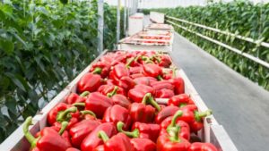 What’s the Latest on the Coronavirus Food Assistance Program?