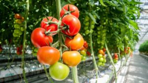 How Biostimulants Can Improve Tomato Quality