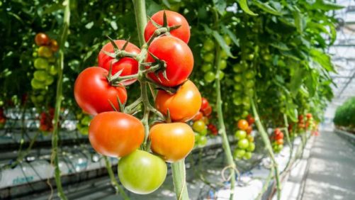 Boost Your Food Safety Knowledge in a New Online Course