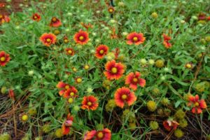 Gaillardia 'Heat it Up Scarlet' and 'Heat it Up Yellow'