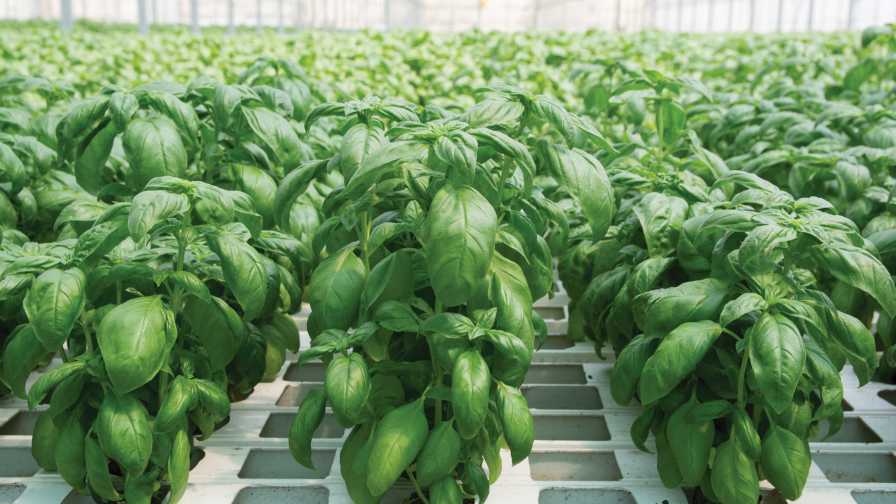 Greenhouse leafy greens in soilless culture