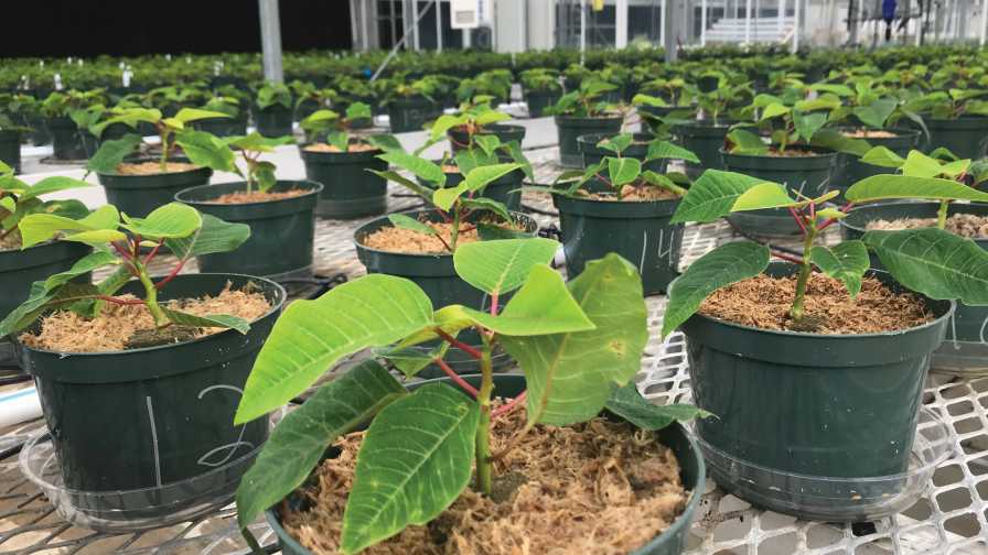 Engineered wood substrates in the greenhouse Grow Pro Webinar Series