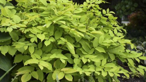 Check Out the 2020 Perennial Plant of the Year