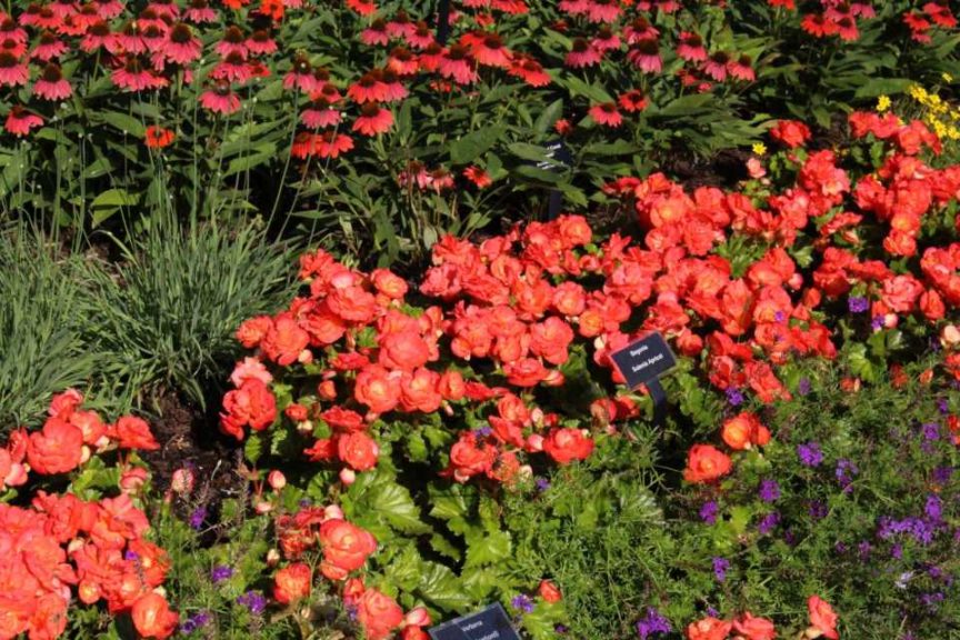 Begonia 'Solenia Apricot'