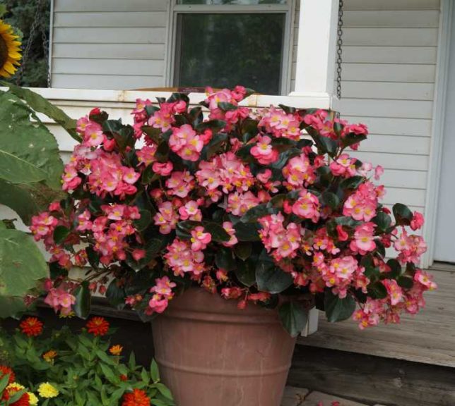 Begonia x benariensis 'Big Pink Bronze Leaf'