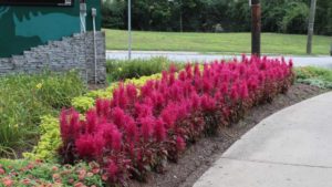 Top Varieties From the Cincinnati Botanical Garden’s 2019 Trials