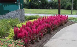 Celosia 'Dragon's Breath'