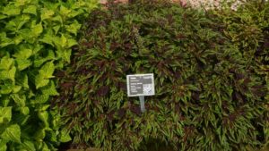 Metrolina Greenhouses: 17 Plant Varieties That Rocked 2019 Field Trials