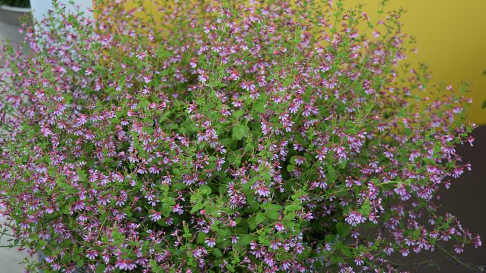 Cuphea ‘Pink Shimmer’ (PanAmerican Seed)