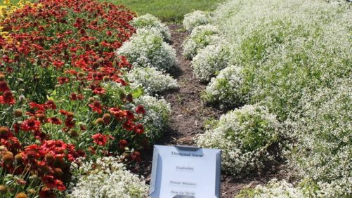 2019 Varieties Field Trials: North Carolina State University’s Top 10 Performers