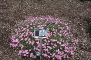 Dianthus Mountain Frost Pink Twinkle Darwin Perennials